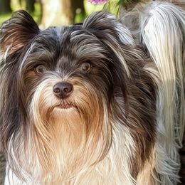 Chanelle - Biewer Terrier