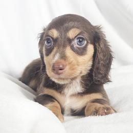 Twists HBBQ - Chocolate and cream male Dachshund puppy in Sacramento, California from MiniDoxPups
