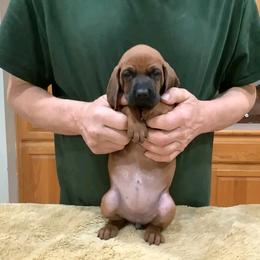 Miss Aqua - Red female Redbone Coonhound puppy in Madisonville, Tennessee from Blackstone Valley Hounds