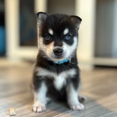 Light blue collar pup - Black and white female Alaskan Klee Kai puppy in Beverly Hills, Florida from Lucky Charm Farms