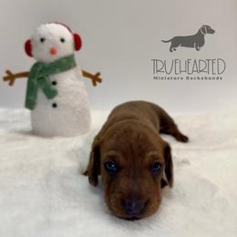 Oswald - Brindle male Dachshund puppy in Royse City, Texas from Truehearted Miniature Dachshunds