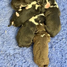 Miniature American Shepherd puppies from Battlefield Australian Shepherds and Miniature American Shepherds