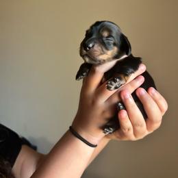 Lydia Deetz - Black and tan female Dachshund puppy in Hutto, Texas from R.G. Dachshunds