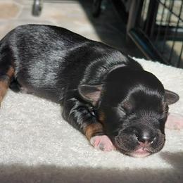 Miller - Phantom male Goldendoodle puppy in Eau Claire, Wisconsin from Fisher River Doodle's