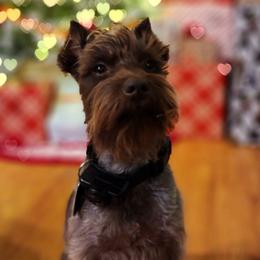 Miniature Schnauzers from Jentz Family Schnauzers