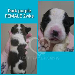 Purple FEMALE - White and brown female Saint Bernard puppy in Kaukauna, Wisconsin from Holtz Family Saints