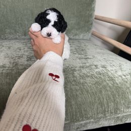Angel - Poodle puppy from Miniature Poodle Stud and Pups