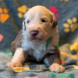 SCONE - Fawn and white male Sheepadoodle puppy in Riverside, California from Downtown Doodles & Frenchies