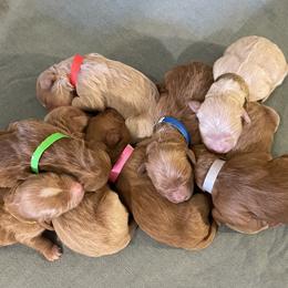 Goldendoodle Puppies from Aimee Schamback