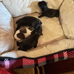 Maltese, Miniature Schnauzer, and Yorkshire Terrier Puppies from Sassy Yorkie Love Alabama