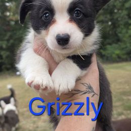 Grizzly - Brindle and white male Cardigan Welsh Corgi puppy in Bland, Missouri from Shadey Lane Corgis