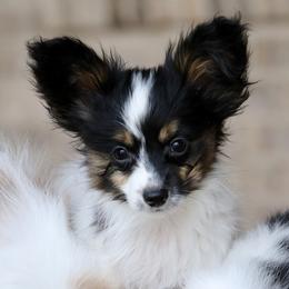 Taco - White black and tan male Papillon puppy in Boardman, Ohio from Taliaferro Kennel