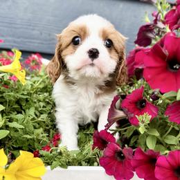 AKC Champion-Sired Bodie - Blenheim male Cavalier King Charles Spaniel puppy in Louisville, Kentucky from Ali-Mae Cavalier King Charles Spaniels