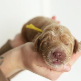 Yellow - Caramel male Australian Labradoodle puppy in Williamstown, New York from Lewis Manor Labradoodles