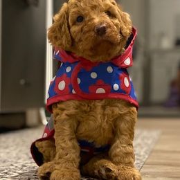Goldendoodle and Poodle All Grown Up from Poodoodlehouse