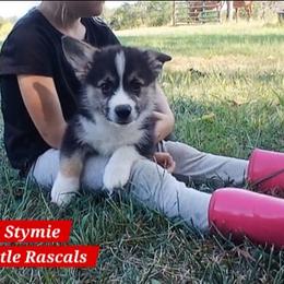 Stymie Little Rascals - Black and tan male Pembroke Welsh Corgi puppy in Redfield, Kansas from Owenby's Corgi's