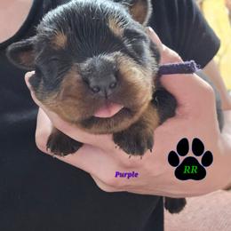 Purple - Black and mahogany female Rottweiler puppy in Tangent, Oregon from Raya's Royals