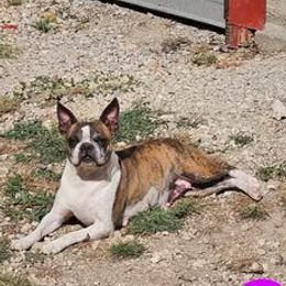 JoJo - Boston Terrier