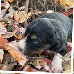Aussiedoodles and Bordoodles from Creekside Doodles