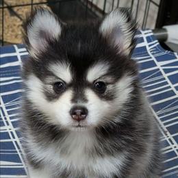 Thunder (Ace) - 2000 - Black and white male Pomsky puppy in Spring Hill, Florida from www.PuppyTimeEmporium.com