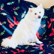 Jazzy - American Eskimo Dog