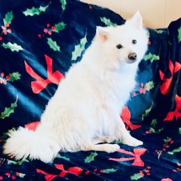Jazzy - American Eskimo Dog