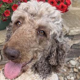 Goldendoodles and Poodles from Harrington Doodles