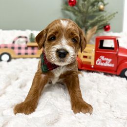 Clark Griswold - Red  male Goldendoodle puppy in Springfield, Ohio from D&D Doodles