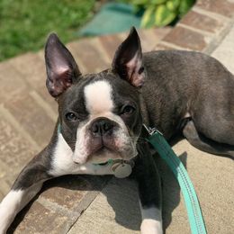 Boston Terriers from Brittney’s Tennessee Terriers