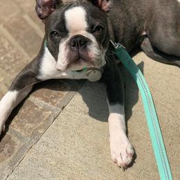 Boston Terriers from Brittney’s Tennessee Terriers