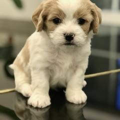 Cavachon, Cavalier King Charles Spaniel, and Cavapoo Puppies from LierChonPoo