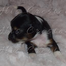 Boy 1 - Chinese Crested puppy in Monmouth, Maine from His Cresteds