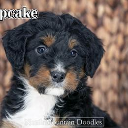Cupcake - Tri-color male Bernedoodle puppy in Factoryville, Pennsylvania from North Mountain Doodles