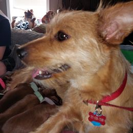 Gypsy - Companion Cross