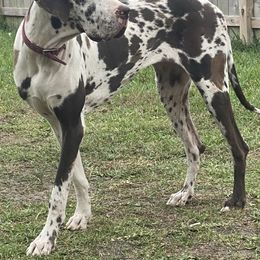 Great Danes from Sunkissed Danes