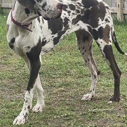 Great Danes from Sunkissed Danes