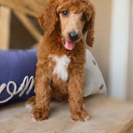 Coca-cola - Red  male Poodle puppy in Mesa, Arizona from Desert Doodles