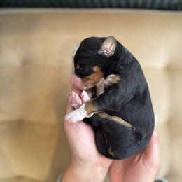 Girl 1 - Tri-color female Bernedoodle puppy in Huntington Beach, California from The Canine Society