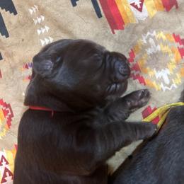Hershey (red collar) - Chocolate male Labrador Retriever puppy in Bandera, Texas from The Sugar & Spice Ranch Labrador Retrievers