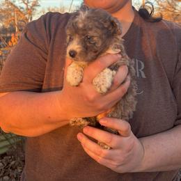 Maggie - Blue merle female Aussiedoodle puppy in Hopkins, Missouri from Mowry Creek Mini Aussiedoodles and More