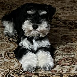 Miniature Schnauzer Puppies from Pierhaus Minature Schnauzers