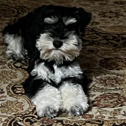 Miniature Schnauzer Puppies from Pierhaus Minature Schnauzers