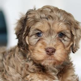 Cavapoos and Cockapoos from Batdogsndoodles