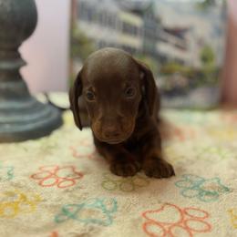 AKC Male 2600 - Chocolate and tan male Dachshund puppy in Summerville, South Carolina from Funk's Four-Legged Friends