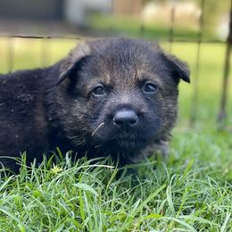 German Shepherd Puppies from Fürstenpalast German Shepherds