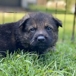 German Shepherd Puppies from Fürstenpalast German Shepherds