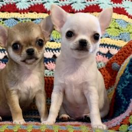 Chihuahuas from Sapphire Chihuahuas
