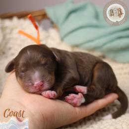 Coast - Tri-color male Bernedoodle puppy in Fort Myers, Florida from Little Golden Farm