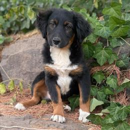 Rooty - Black tri male Miniature Australian Shepherd puppy in Lakeport, California from Akins Aussies/Wild Rose Ranch