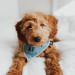 Goldendoodles from Sunnyside Goldendoodles